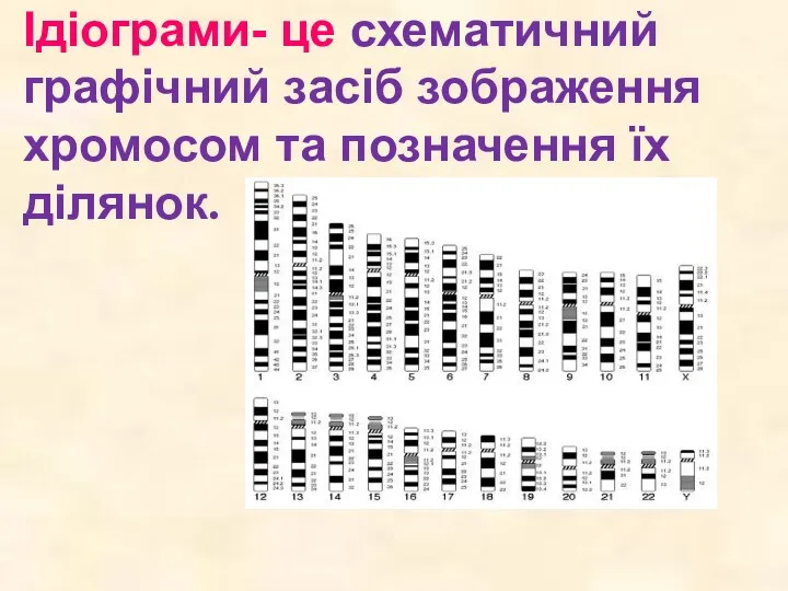 Ідіограми- це схематичний графічний засіб зображення хромосом та позначення їх ділянок.