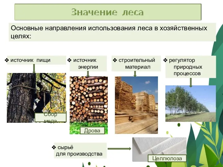 Основные направления использования леса в хозяйственных целях: источник пищи Сбор ягод Сбор грибов