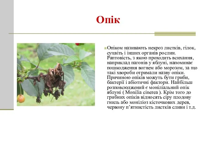 Опік Опіком називають некроз листків, гілок, суцвіть і інших органів