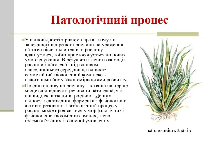 Патологічний процес У відповідності з рівнем паразитизму і в залежності