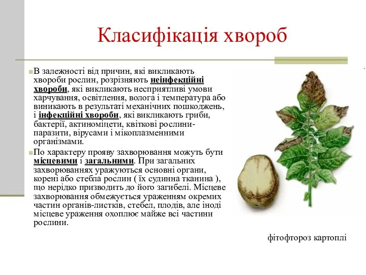 Класифікація хвороб фітофтороз картоплі В залежності від причин, які викликають