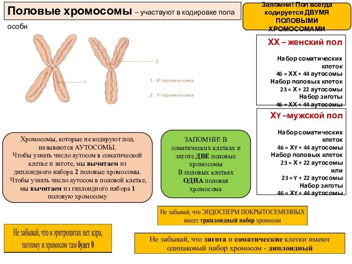 Половые хромосомы – участвуют в кодировке пола особи ХХ – женский пол Набор