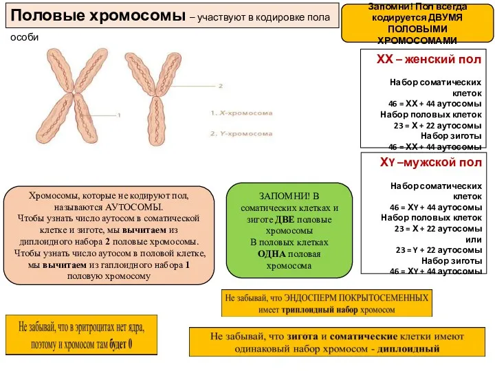 Половые хромосомы – участвуют в кодировке пола особи ХХ –