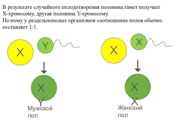 X Y X X В результате случайного оплодотворения половина гамет получает Х-хромосому, другая