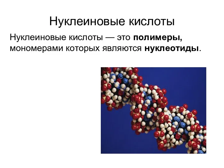 Нуклеиновые кислоты Нуклеиновые кислоты — это полимеры, мономерами которых являются нуклеотиды.