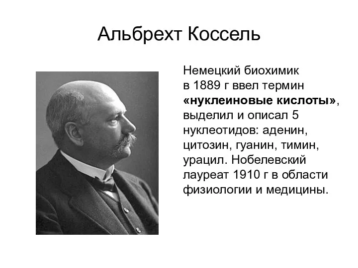 Альбрехт Коссель Немецкий биохимик в 1889 г ввел термин «нуклеиновые кислоты», выделил и