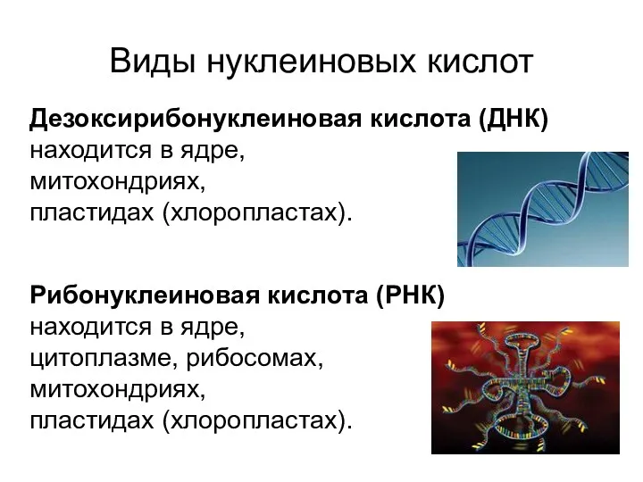 Виды нуклеиновых кислот Дезоксирибонуклеиновая кислота (ДНК) находится в ядре, митохондриях, пластидах (хлоропластах). Рибонуклеиновая