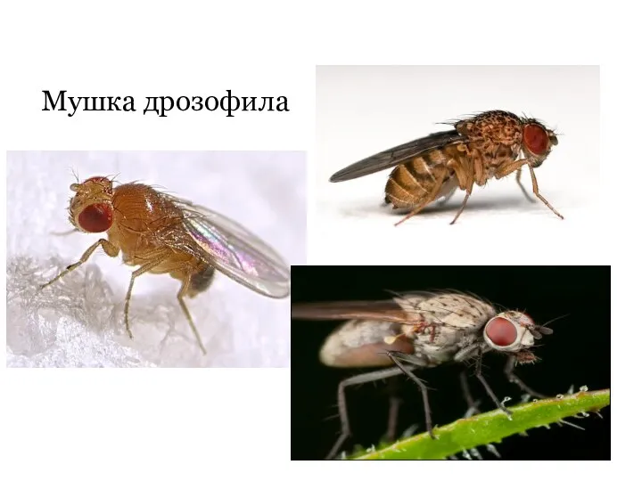 Мушка дрозофила