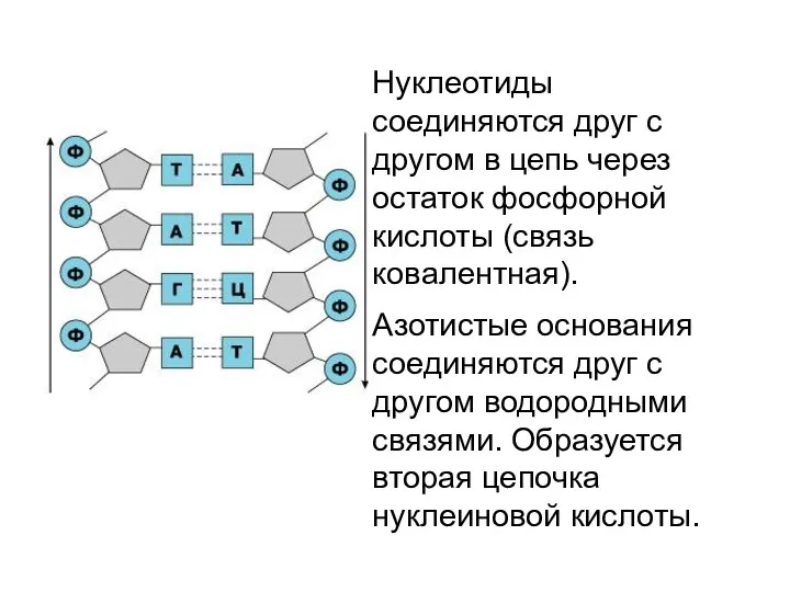 Нуклеотиды соединяются друг с другом в цепь через остаток фосфорной кислоты (связь ковалентная).