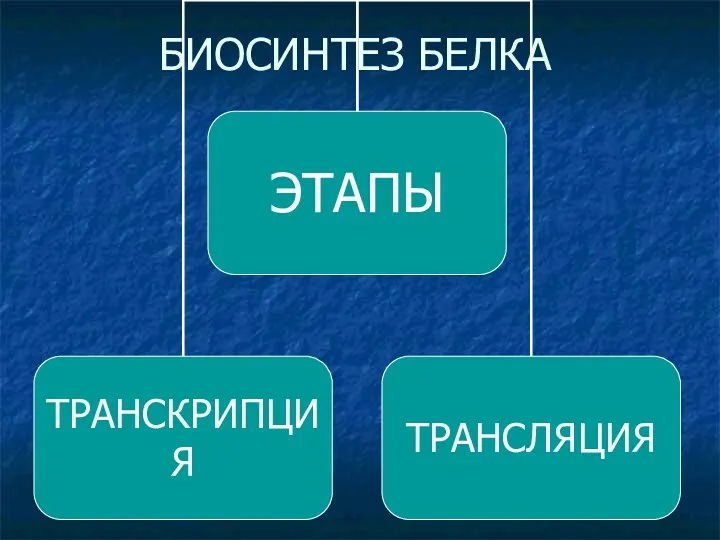 БИОСИНТЕЗ БЕЛКА