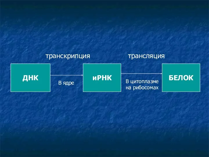 ДНК иРНК БЕЛОК транскрипция трансляция В ядре В цитоплазме на рибосомах