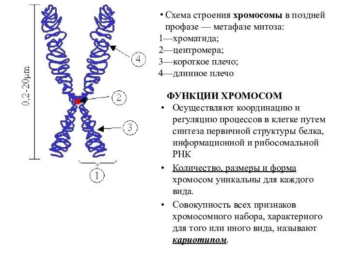Схема строения хромосомы в поздней профазе — метафазе митоза: 1—хроматида; 2—центромера; 3—короткое плечо;
