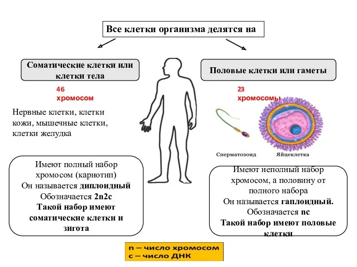 Все клетки организма делятся на Половые клетки или гаметы Соматические клетки или клетки