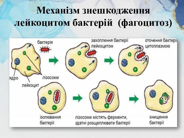 Механізм знешкодження лейкоцитом бактерій (фагоцитоз)