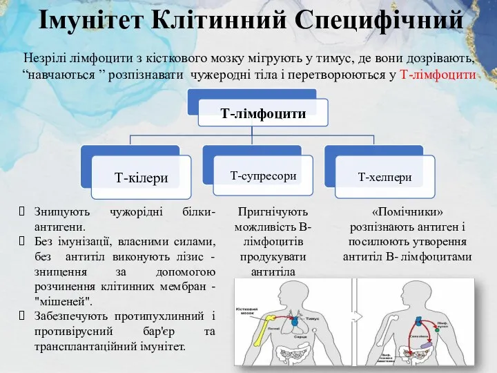 Імунітет Клітинний Специфічний «Помічники» розпізнають антиген і посилюють утворення антитіл В- лімфоцитами Пригнічують