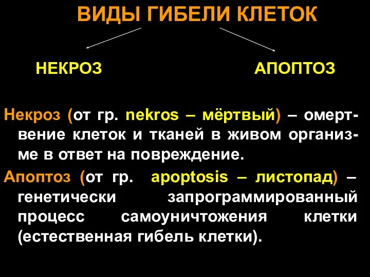 ВИДЫ ГИБЕЛИ КЛЕТОК НЕКРОЗ АПОПТОЗ Некроз (от гр. nekros – мёртвый) – омерт-вение