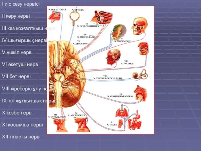 I иіс сезу нервісі II көру нерві III көз қозғалтқыш