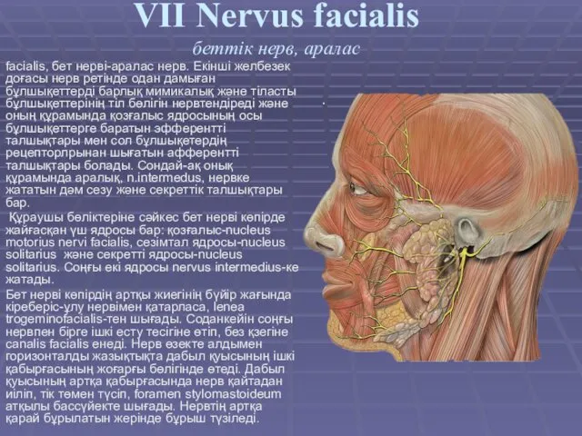 facialis, бет нерві-аралас нерв. Екінші желбезек доғасы нерв ретінде одан