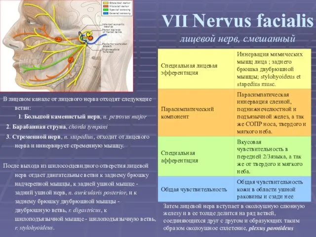 VII Nervus facialis лицевой нерв, смешанный В лицевом канале от