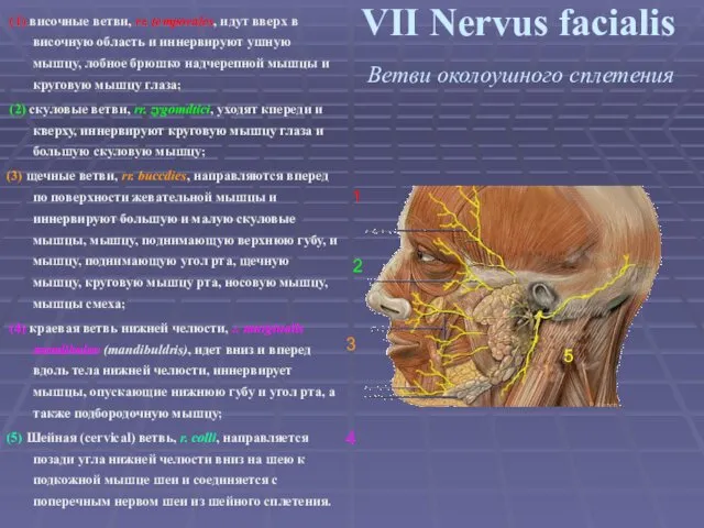 VII Nervus facialis Ветви околоушного сплетения (1) височные ветви, rr.