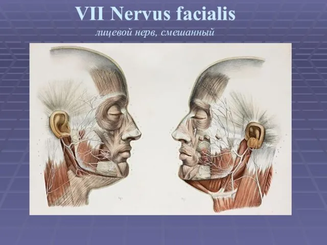 VII Nervus facialis лицевой нерв, смешанный