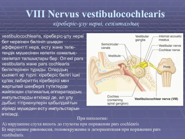 VIII Nervus vestibulocochlearis кіреберіс-ұлу нерві, сезімталдық vestibulocochlearis, кіреберіс-ұлу нерві бет