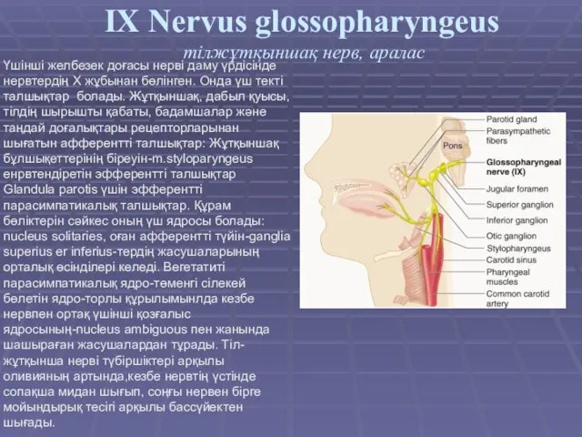 IX Nervus glossopharyngeus тілжұтқыншақ нерв, аралас Үшінші желбезек доғасы нерві