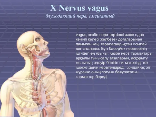 X Nervus vagus блуждающий нерв, смешанный vagus, кезбе нерв-төртінші және