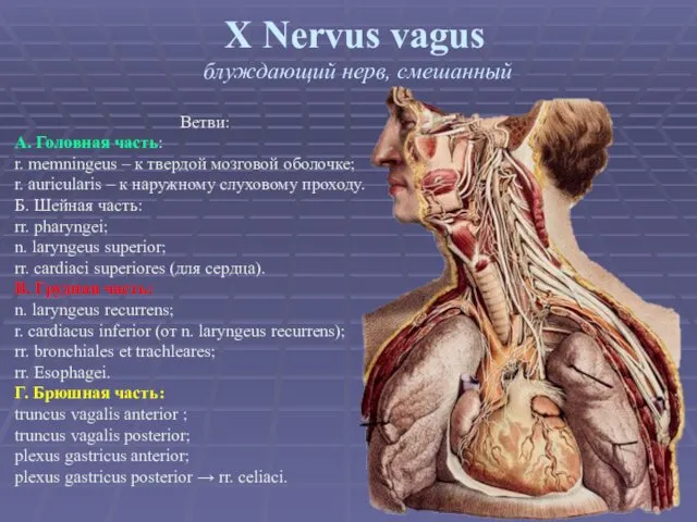X Nervus vagus блуждающий нерв, смешанный Ветви: А. Головная часть: