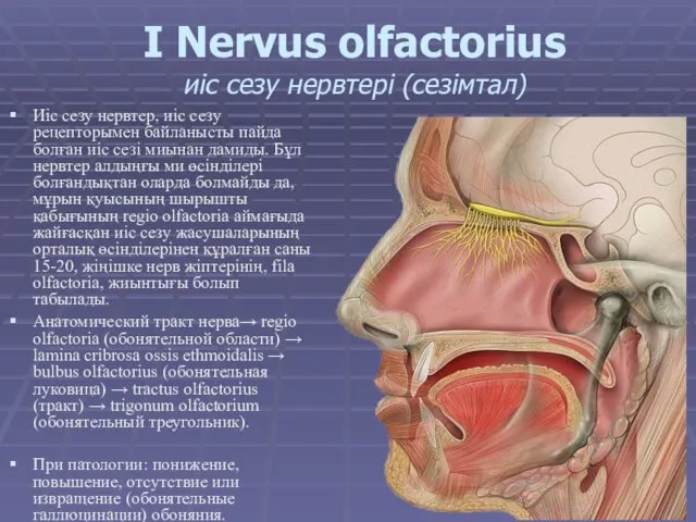 I Nervus olfactorius иіс сезу нервтері (сезімтал) Иіс сезу нервтер,