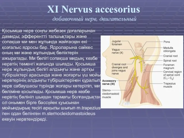 XI Nervus accesorius добавочный нерв, двигательный Қосымша нерв соңғы жебезек