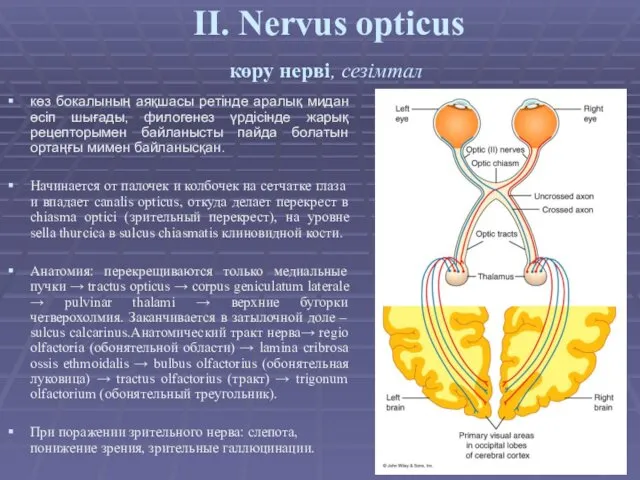 II. Nervus opticus көру нерві, сезімтал көз бокалының аяқшасы ретінде