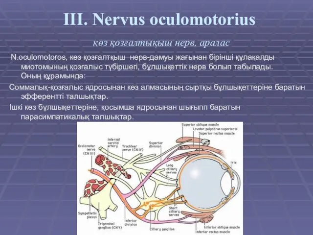 III. Nervus oculomotorius көз қозғалтықыш нерв, аралас N.oculomotoros, көз қозғалтқыш