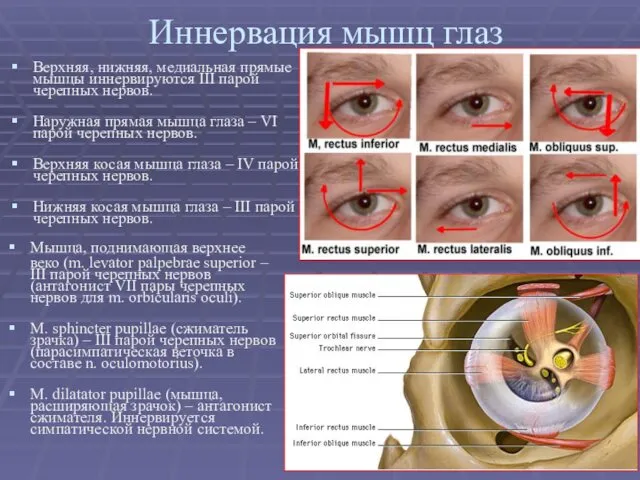 Иннервация мышц глаз Верхняя, нижняя, медиальная прямые мышцы иннервируются III