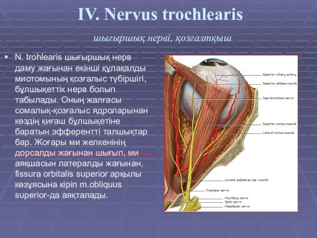 IV. Nervus trochlearis шығыршық нерві, қозғалтқыш N. trohlearis шығыршық нерв