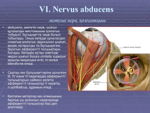 VI. Nervus abducens әкетуші нерв, қозғалтқыш abducens, әкететін нерв, үшінші