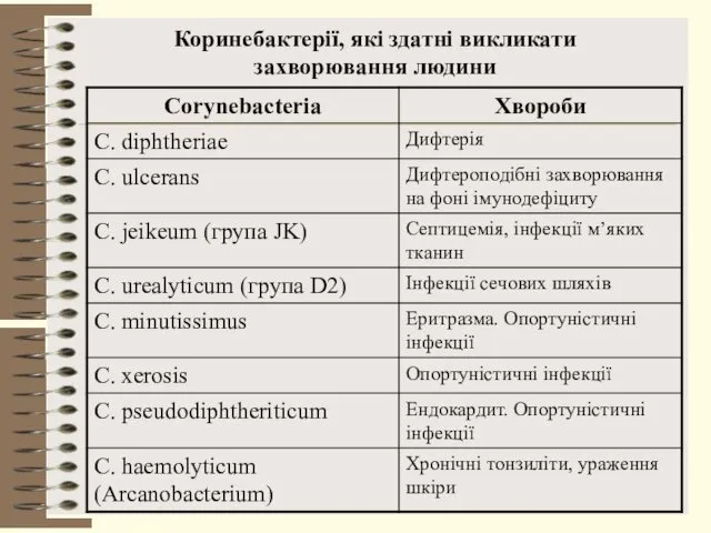 Коринебактерії, які здатні викликати захворювання людини