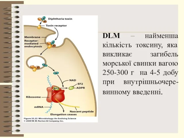 DLM – найменша кількість токсину, яка викликає загибель морської свинки