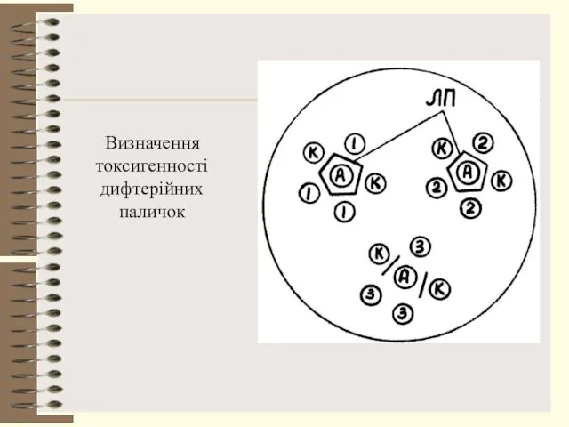 Визначення токсигенності дифтерійних паличок