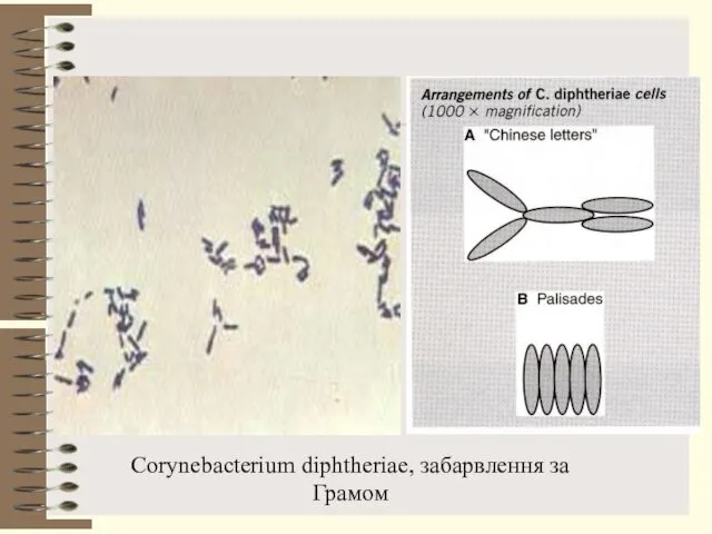 Corynebacterium diphtheriae, забарвлення за Грамом