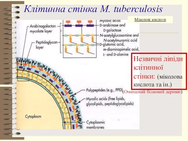 Клітинна стінка M. tuberculosis Незвичні ліпіди клітинної стінки: (міколова кислота та ін.) (Очищений білковий дериват)