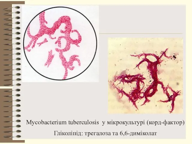 Mycobacterium tuberculosis у мікрокультурі (корд-фактор) Гліколіпід: трегалоза та 6,6-диміколат