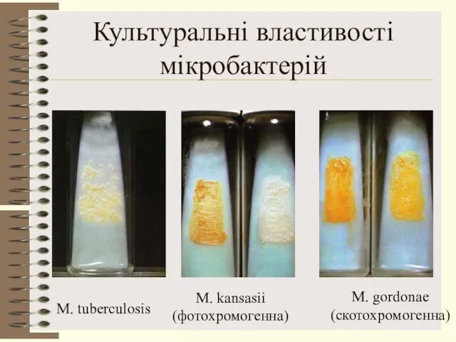 Культуральні властивості мікробактерій M. tuberculosis M. kansasii (фотохромогенна) M. gordonae (скотохромогенна)