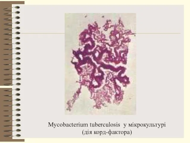 Mycobacterium tuberculosis у мікрокультурі (дія корд-фактора)