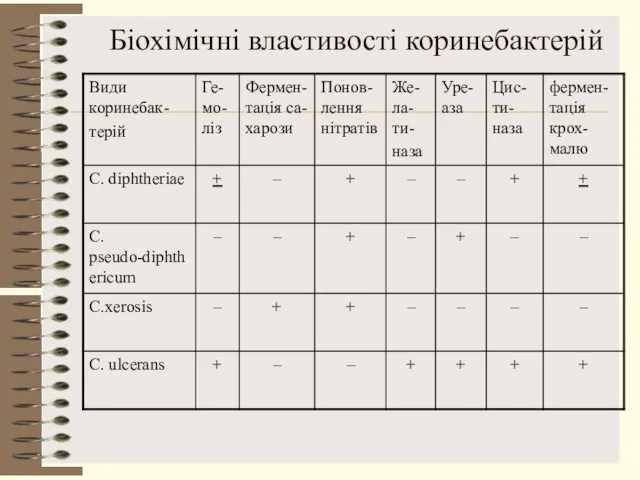 Біохімічні властивості коринебактерій