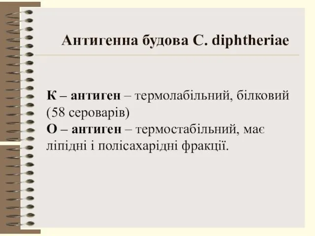 Антигенна будова C. diphtheriae К – антиген – термолабільний, білковий