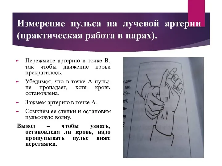 Измерение пульса на лучевой артерии (практическая работа в парах). Пережмите артерию в точке