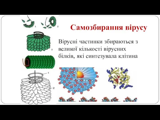 Самозбирання вірусу Вірусні частинки збираються з великої кількості вірусних білків, які синтезувала клітина