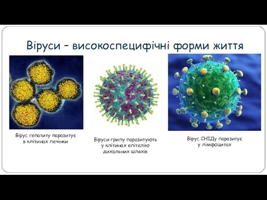 Віруси – високоспецифічні форми життя Вірус гепатиту паразитує в клітинах