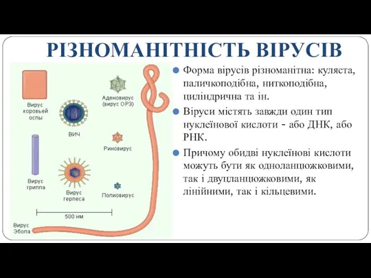 РІЗНОМАНІТНІСТЬ ВІРУСІВ Форма вірусів різноманітна: куляста, паличкоподібна, ниткоподібна, циліндрична та